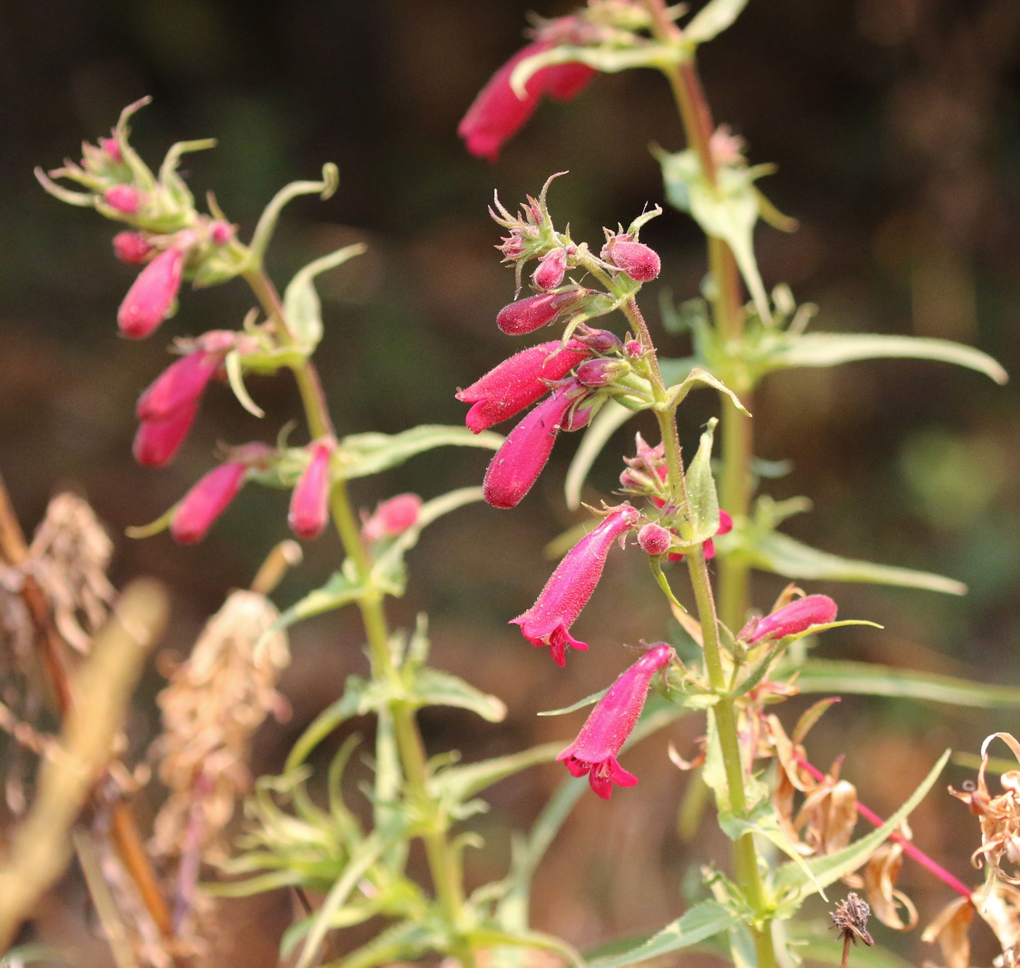 Penstemon roseus